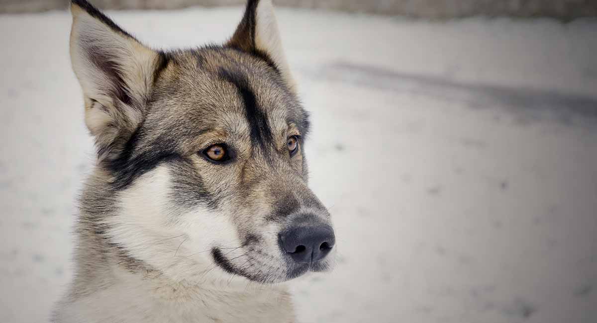 Tamaskan Dog Breed: All you need to know about this Finnish Dog